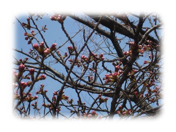 桜のつぼみ.jpg